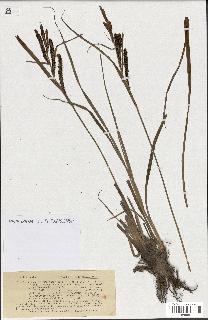 spécimen de Carex gracilis