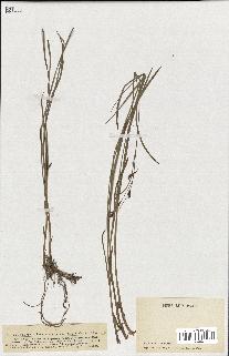 spécimen de Carex ferruginea