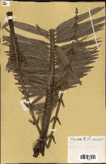 spécimen de Laccosperma secundiflorum