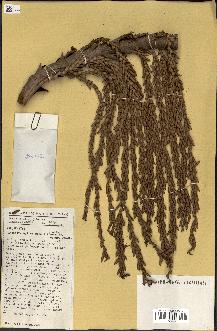 spécimen de Laccosperma secundiflorum