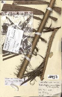 spécimen de Laccosperma secundiflorum