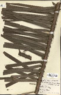 spécimen de Laccosperma secundiflorum