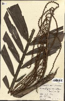 spécimen de Laccosperma secundiflorum