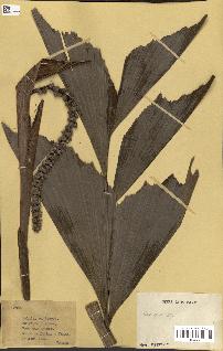 spécimen de Caryota sp.