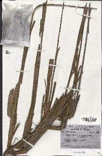 spécimen de Arenga pinnata