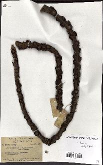 spécimen de Arenga pinnata