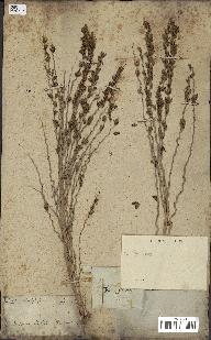 spécimen de Syagrus sp.