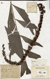 spécimen de Caryota sp.