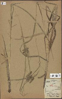 spécimen de Carex pseudocyperus
