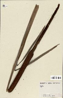 spécimen de Typha sp.