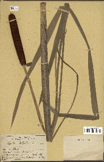 spécimen de Typha latifolia