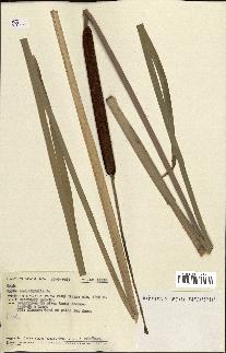 spécimen de Typha angustifolia