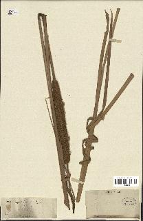 spécimen de Typha angustifolia