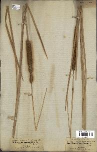 spécimen de Typha angustifolia