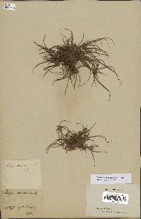 spécimen de Cyperus michelianus