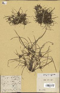 spécimen de Cyperus michelianus