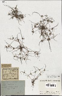 spécimen de Cyperus michelianus