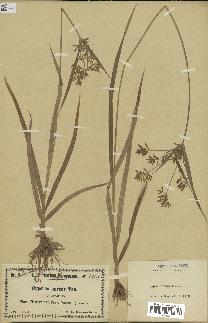 spécimen de Cyperus esculentus