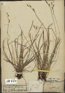 spécimen de Carex ferruginea