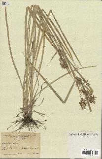 spécimen de Cyperus esculentus