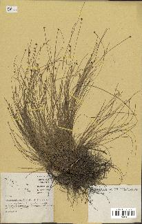 spécimen de Eleocharis geniculata