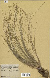 spécimen de Eleocharis geniculata