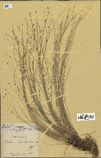 spécimen de Eleocharis geniculata