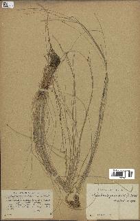 spécimen de Eleocharis geniculata