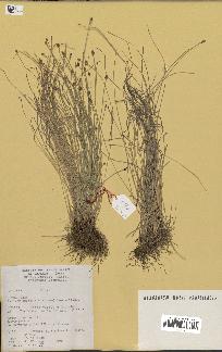 spécimen de Eleocharis geniculata