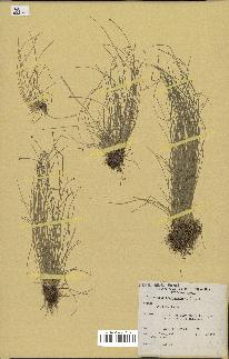 spécimen de Eleocharis geniculata