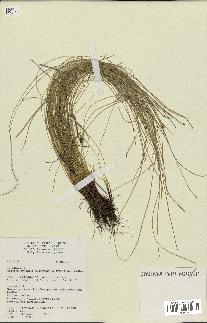spécimen de Eleocharis geniculata