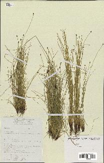 spécimen de Eleocharis geniculata