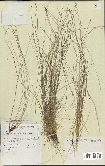 spécimen de Eleocharis geniculata