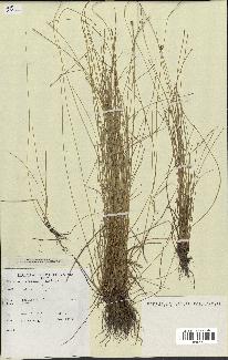 spécimen de Eleocharis geniculata