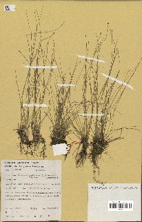 spécimen de Eleocharis geniculata