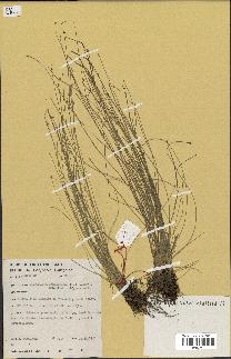 spécimen de Eleocharis geniculata