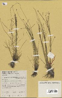 spécimen de Eleocharis geniculata