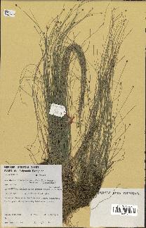 spécimen de Eleocharis geniculata