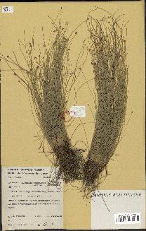 spécimen de Eleocharis geniculata