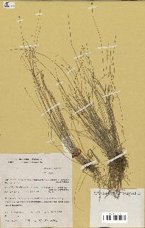 spécimen de Eleocharis geniculata