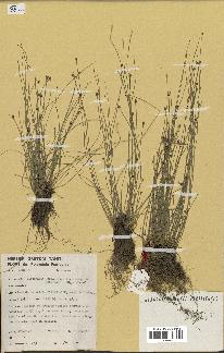 spécimen de Eleocharis geniculata