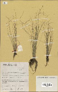 spécimen de Eleocharis geniculata