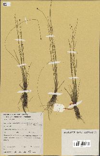 spécimen de Eleocharis geniculata