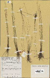 spécimen de Eleocharis geniculata