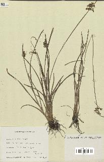 spécimen de Fimbristylis complanata
