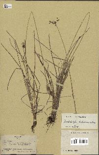 spécimen de Fimbristylis dichotoma