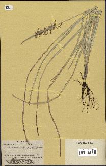 spécimen de Fimbristylis dichotoma
