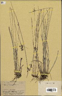 spécimen de Fimbristylis dichotoma