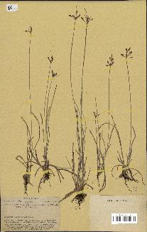 spécimen de Fimbristylis dichotoma