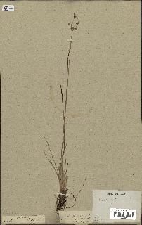 spécimen de Fimbristylis dichotoma